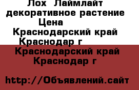 Лох “Лаймлайт” декоративное растение › Цена ­ 2 000 - Краснодарский край, Краснодар г.  »    . Краснодарский край,Краснодар г.